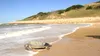 tortugaverdcoro