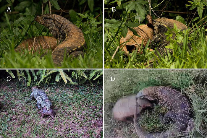 Tres registros de ataques de lagarto overo a armadillos, A, B  y C en Brasil y D en Argentina. · Foto: Augusto Carvalho