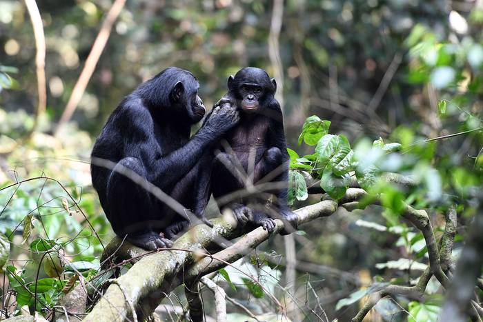 Un bonobo juvenil es acicalado por su madre.
Foto: Martín Surbeck