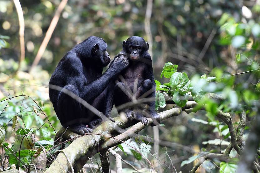 Un bonobo juvenil
