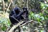 Un bonobo juvenil