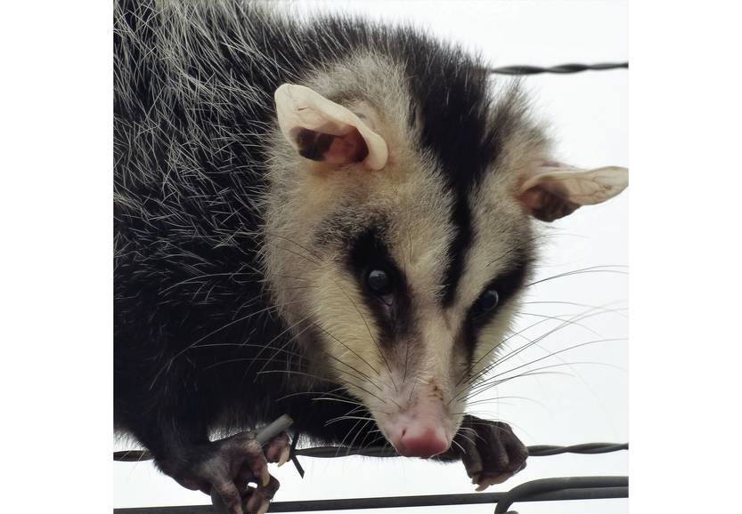 20250814 CIE Comadreja