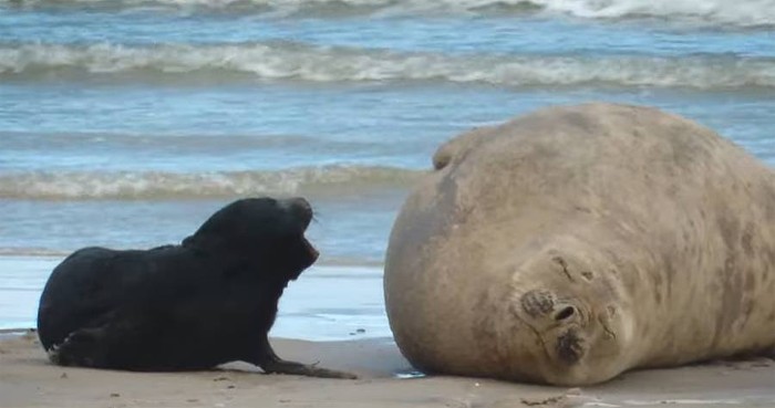 Foto principal del artículo 'Elefantes marinos en Piriápolis: exhortan al público a mantener distancia antes de que madre y cría se separen'