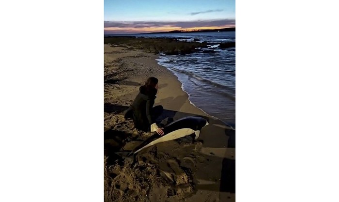 Varamiento y devolución al mar de delfín liso austral. Fotograma de video de Álvaro Pérez Tort (BallenasUy)