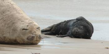 Nacimiento de primera cría de elefante marino. · Foto: Captura