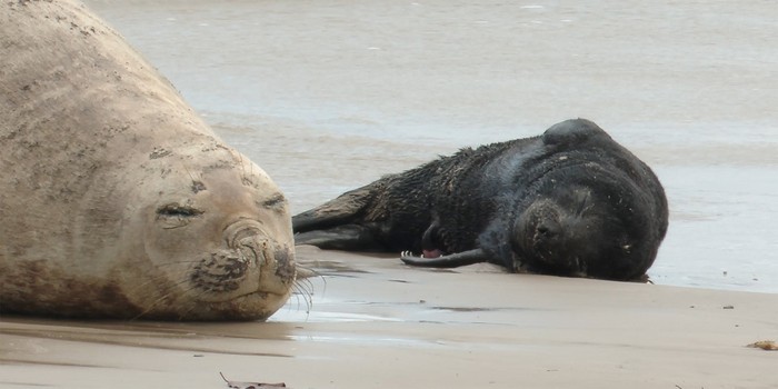 Nacimiento de primera cría de elefante marino. · Foto: Captura