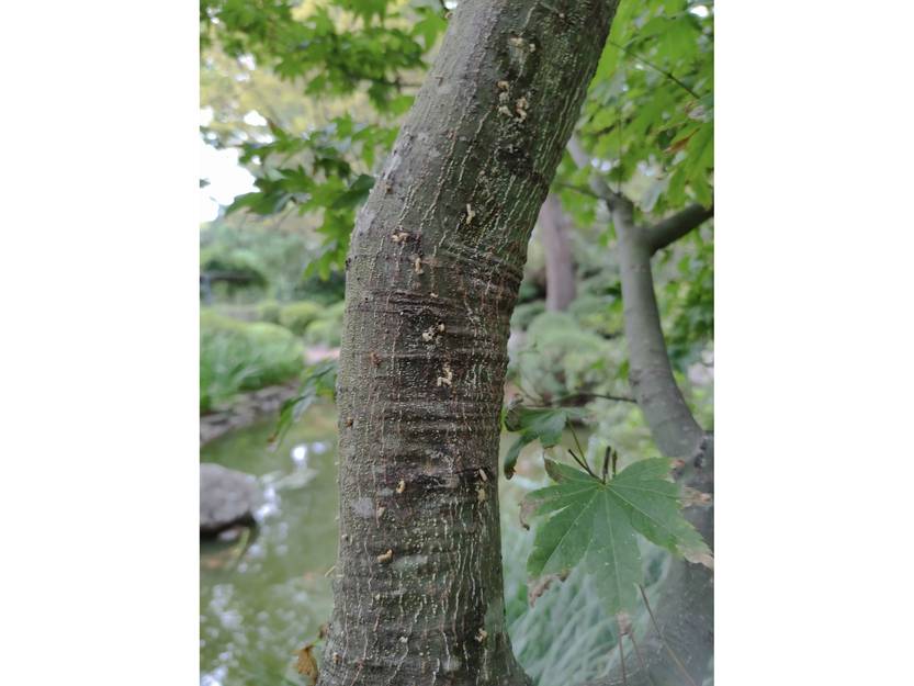 20250612 escarabajo invasor 5