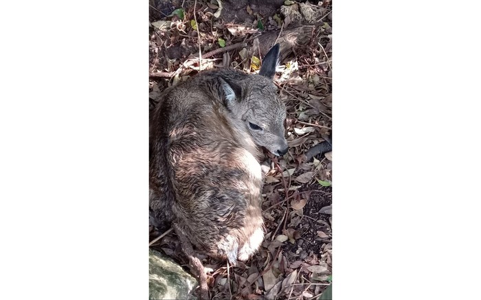 El venado de campo Clemente a horas de nacer el pasado viernes 23 de mayo. Foto: Analía Rey.