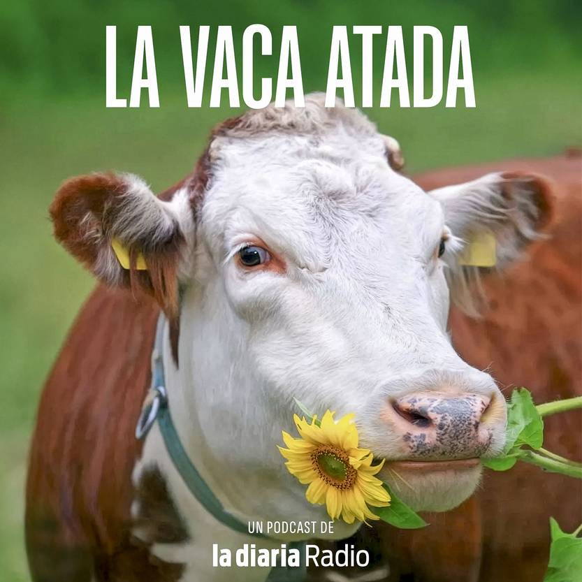 20251206 la vaca atada