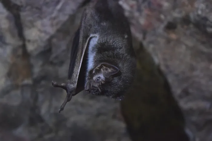 Vampiro (_Desmodus rotundus_) en Maldonado. · Foto: Agustina Medina (NaturalistaUY)