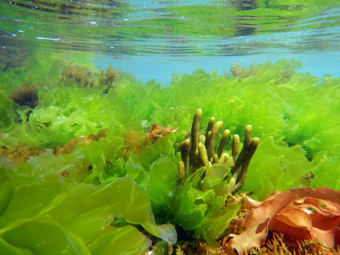 Varias especies de algas de nuestras costas.
Foto: Fabrizio Scarabino