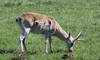 Venado 2