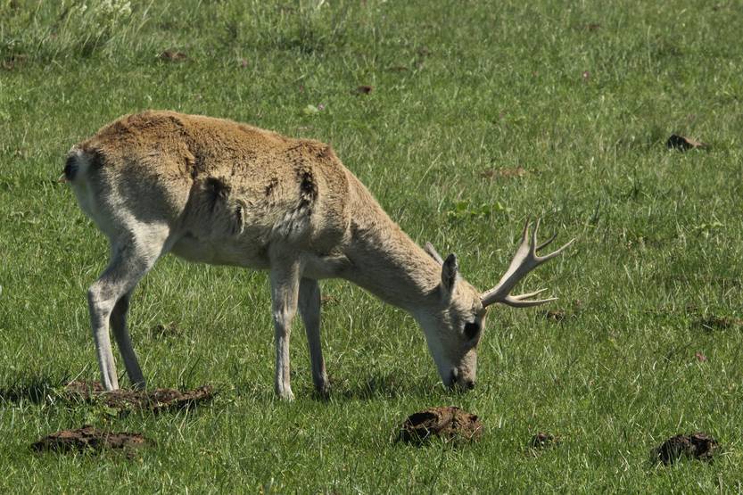 Venado de campo 1