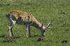 Venado de campo 1