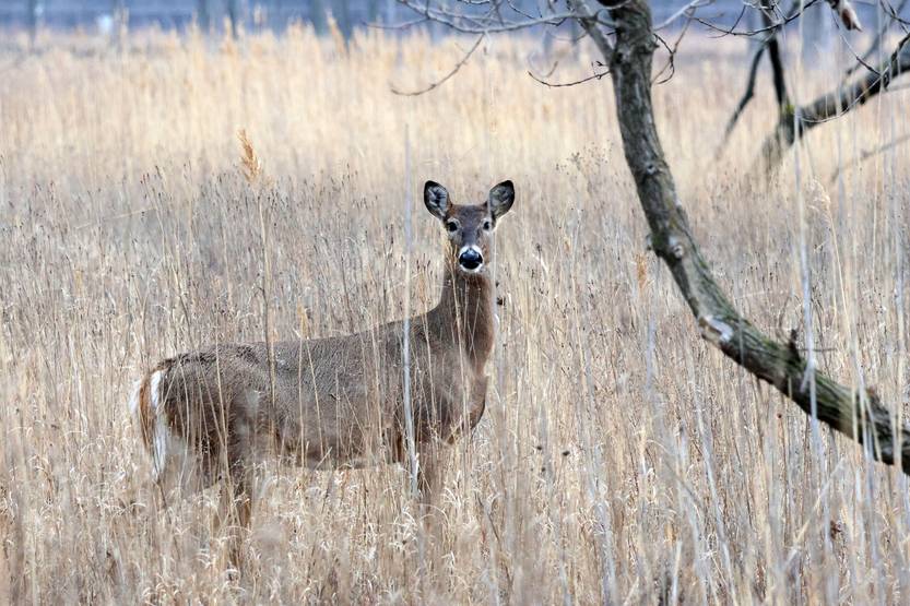 Venado de co