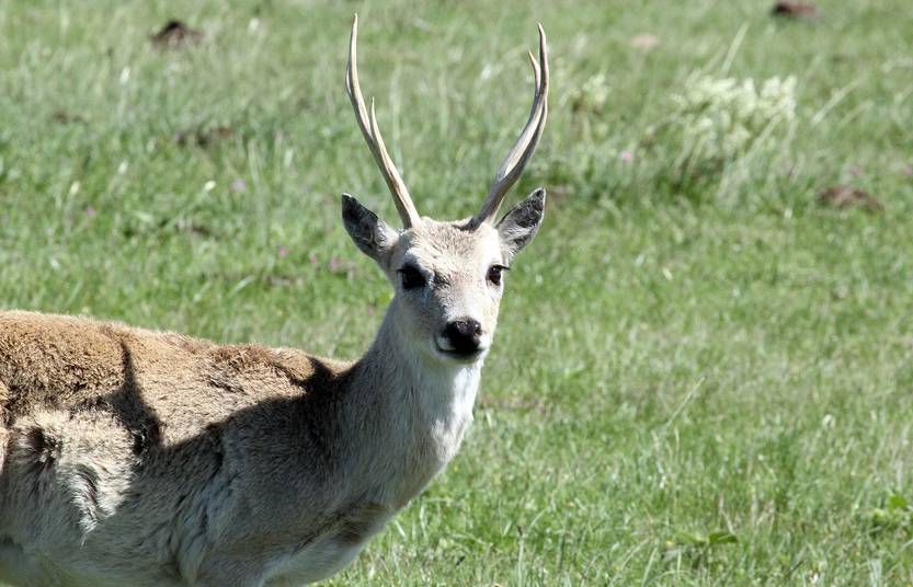 Venado Venado