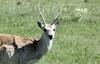 Venado Venado
