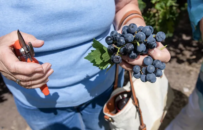 Vendimia en bodega turística. · Foto: Ignacio Dotti
