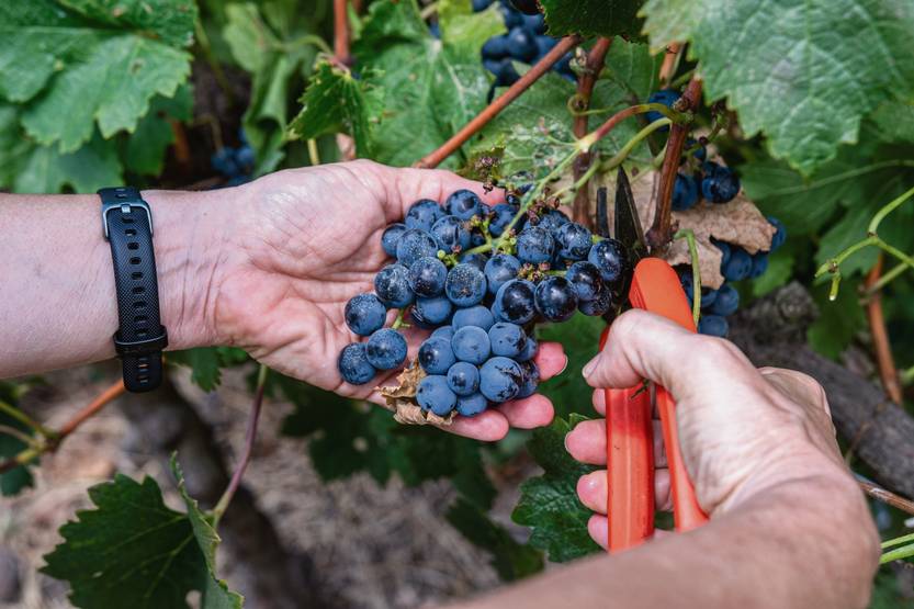 Vinos, Bodega Oceánica (Maldonado)