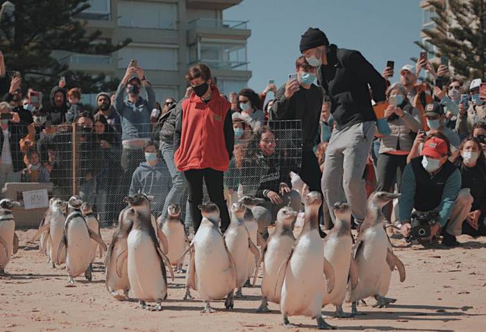 Socobioma libera 23 pingüinos en Punta del Este. · Foto: Diego Weisz