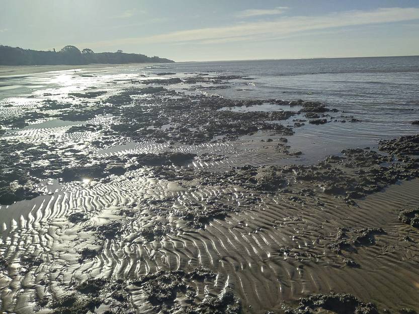 20230307 col playa los pinos