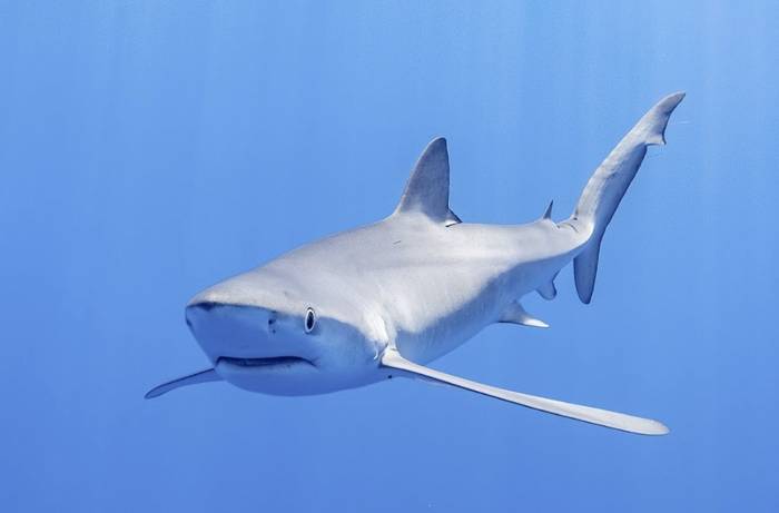 Tiburón azul (Prionace glauca). Foto: Diego Delso, wikipedia