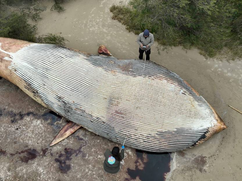 20230927 ballena