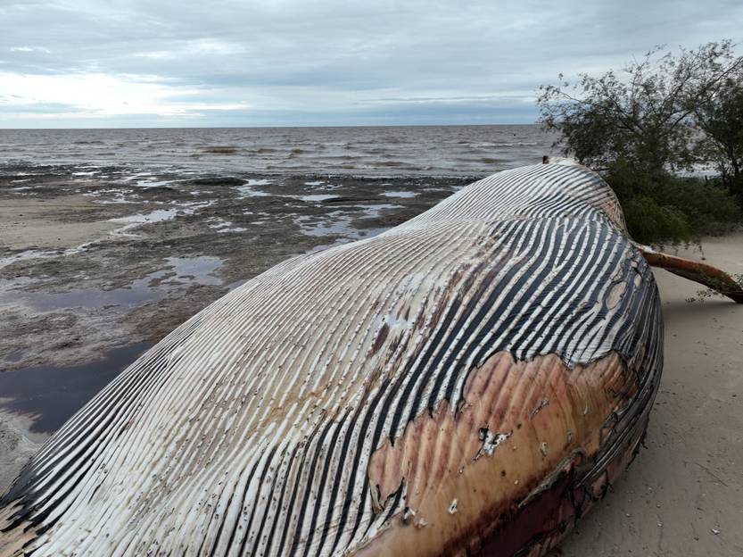 20230927 ballena 4