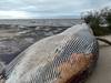 20230927 ballena 4