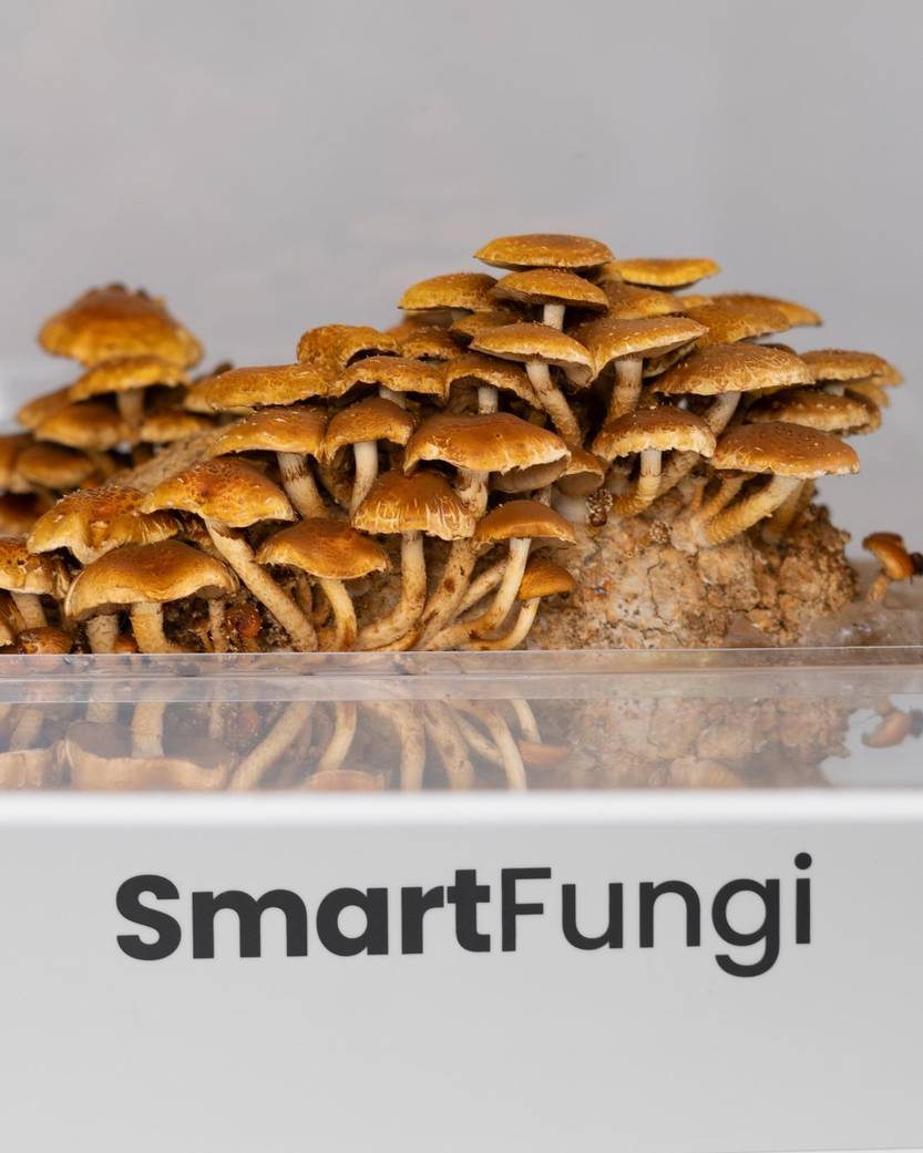 30 20250125 C&B Smart Fungi 3