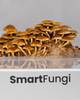 30 20250125 C&B Smart Fungi 3