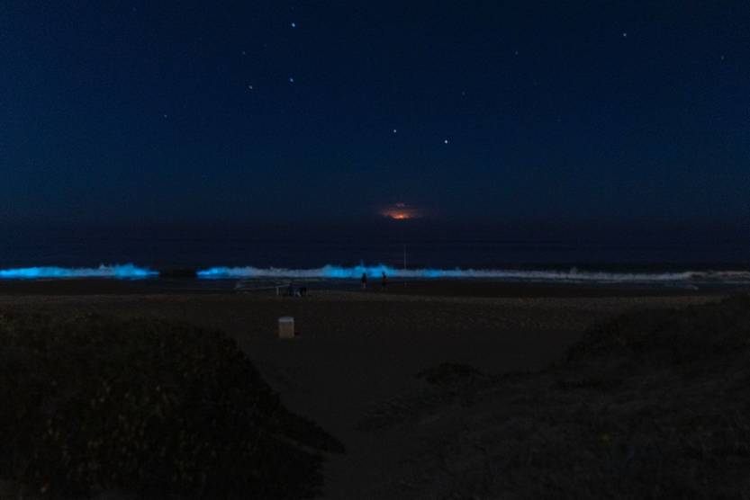 20251230 MAL NOCTILUCAS