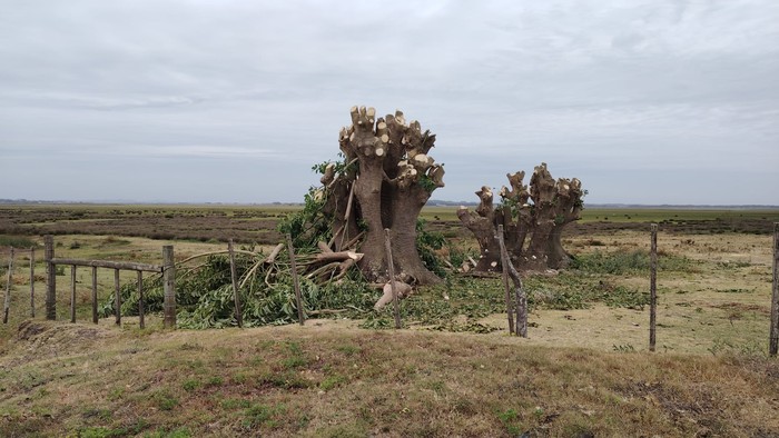 Tala de ombúes en el Ecoparque Metropolitano. · Foto: Intendencia de Maldonado