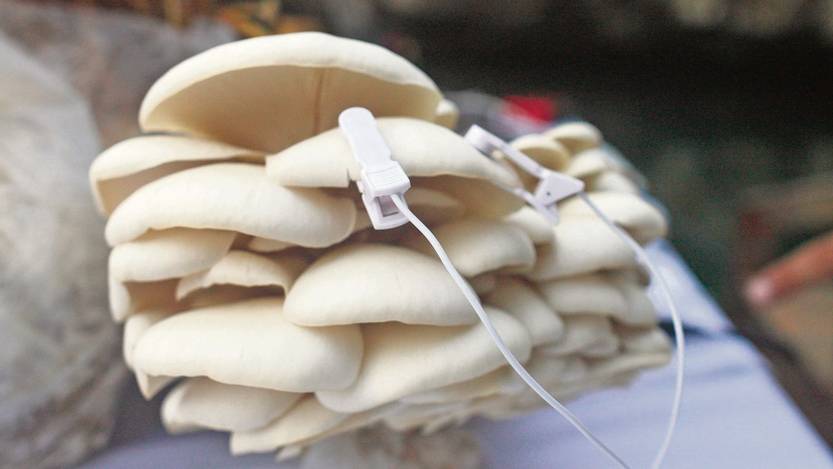 Pulsaciones interespecie: música e imágenes con hongos