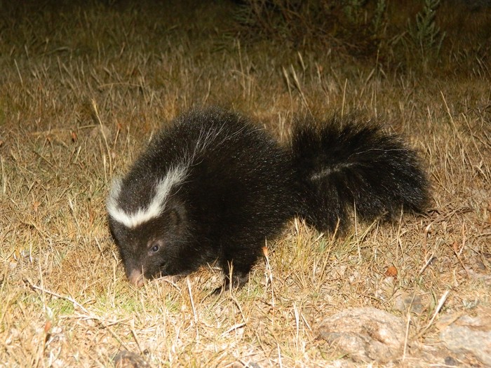 Zorrillo en Maldonado. · Foto: Sofía González (NaturalistaUy)