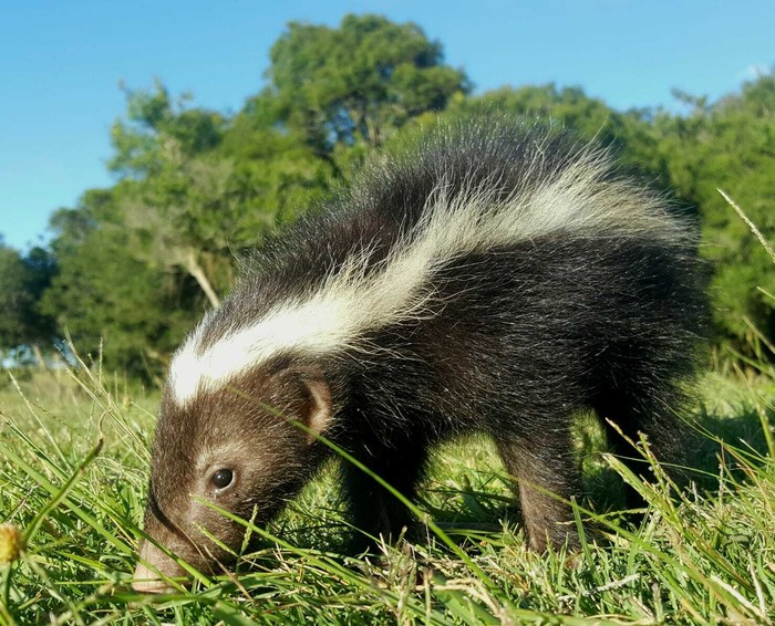Zorrillo en Rocha. · Foto: Leyla Cuello (NaturalistaUY)