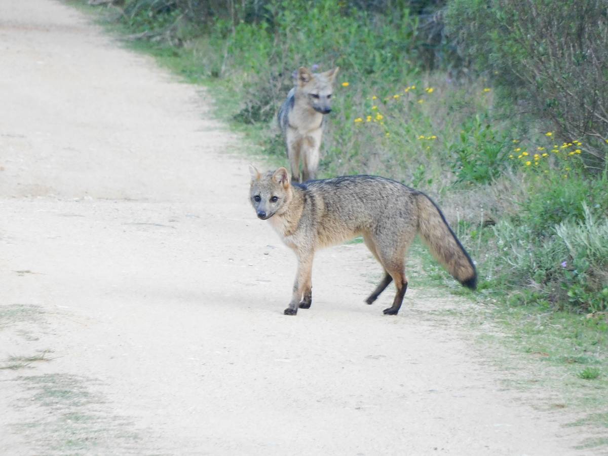 los zorros se consideran perros o gatos