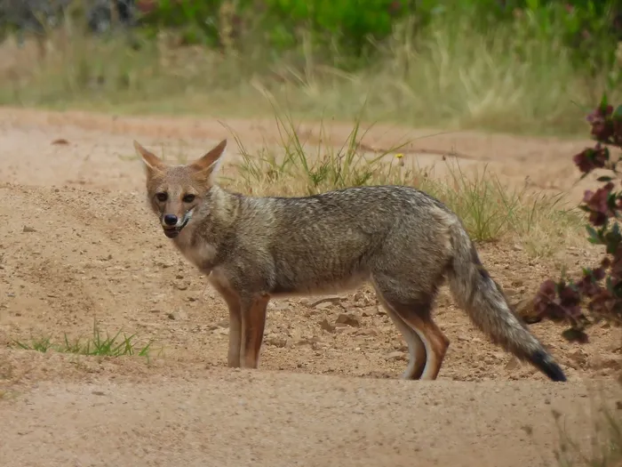 Zorro de campo en Rocha. · Foto: Shelley Rutkin (NaturalistaUY)