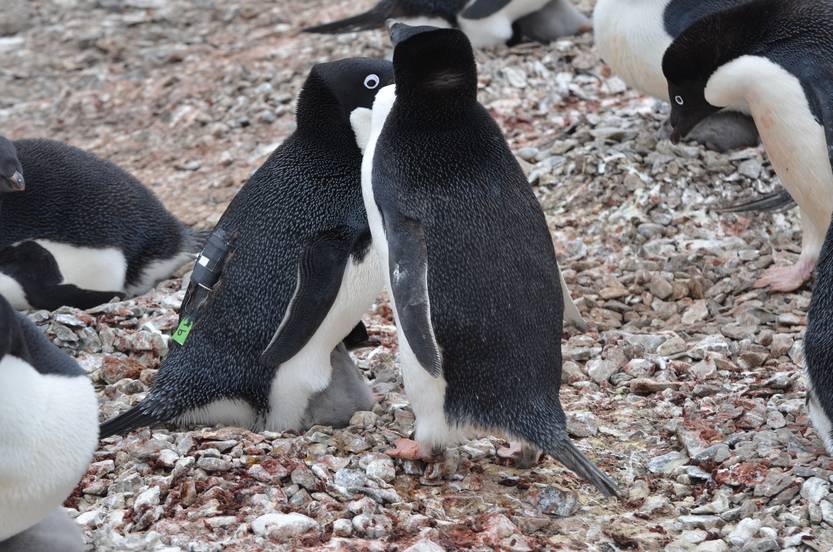 20240408 pinguinos 4