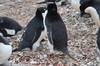 20240408 pinguinos 4