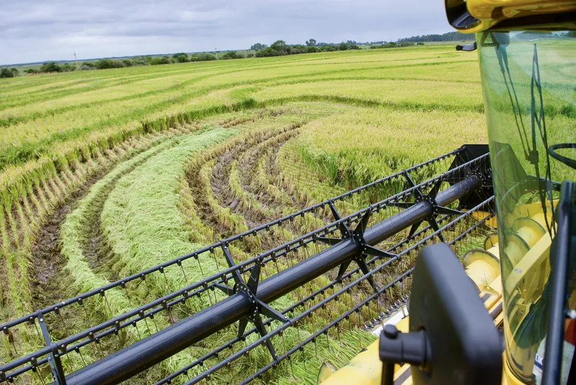 20260320 AGRO Producción (arroz) P38 f1