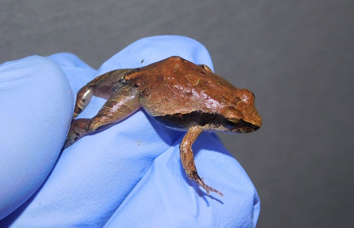 _Physalaemus cristinae_ colectada en Uruguay. · Foto: Sebastián Gómez Barboza