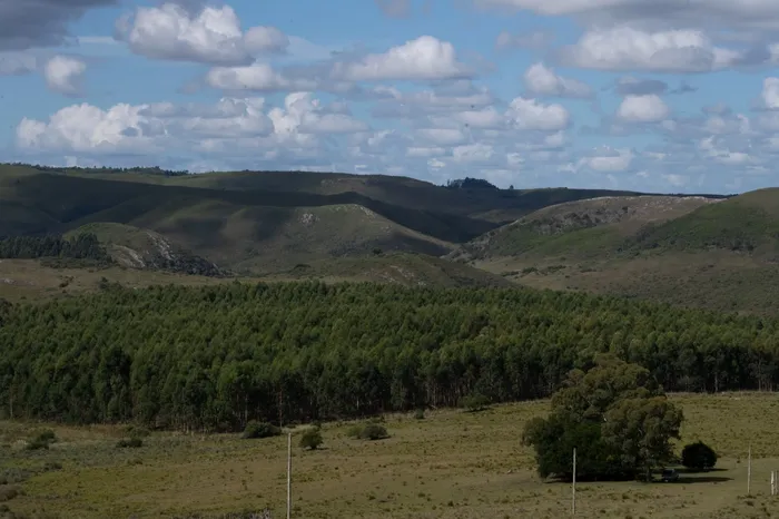 Forestación próxima a Isla Patrulla, el 13 de marzo. · Foto: Sandro Pereyra