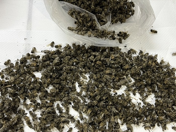 Muestra de abejas muertas. · Foto: Estela Santos