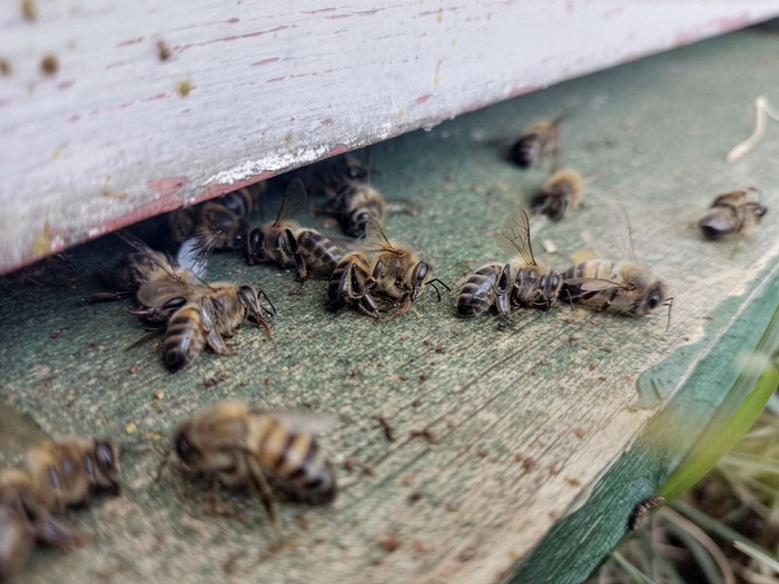 Mortandad de abejas en 2023. · Foto: Estela Santos