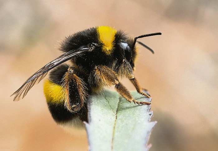 Foto principal del artículo 'Abejorros y abejas en el horno'