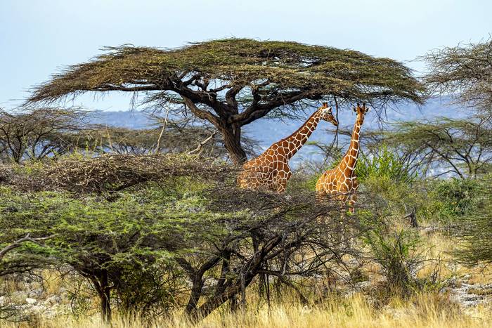 Acacias en la reserva Shaba, en Kenia.
 · Foto: Michel & Christine, AFP
