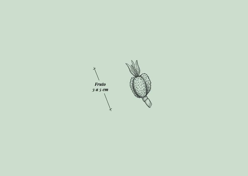 Lento 117 - Flora ornamental 04