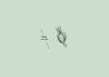Lento 117 - Flora ornamental 04