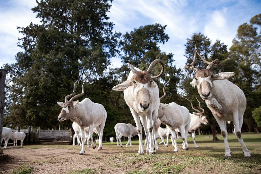 addax RS162002_20230421MQ_0209